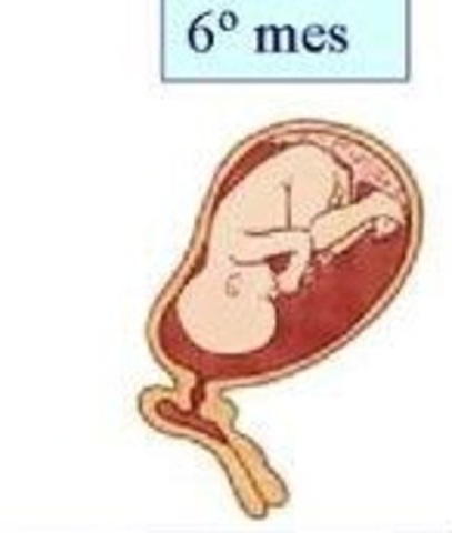ETAPA FETAL