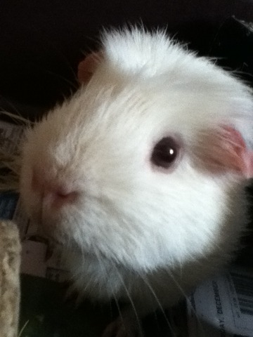 got 2 new guinea pigs (could only find one picture)