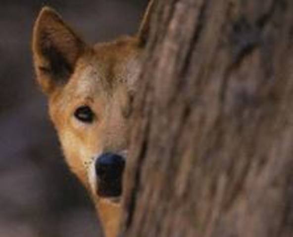 Continued Azaria's jacket is found