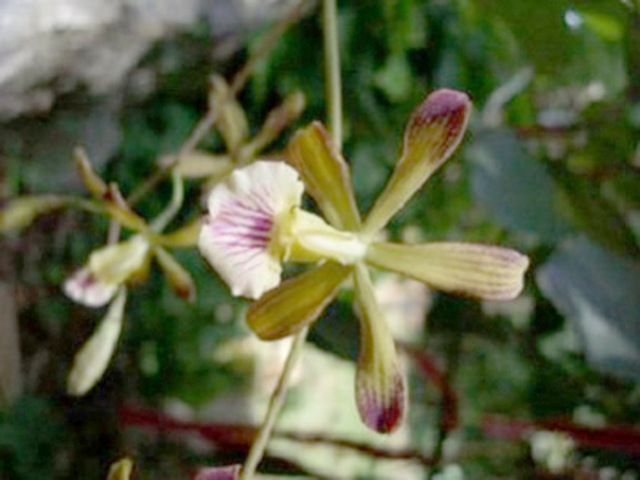 Publica "La fecundación de las orquídeas"