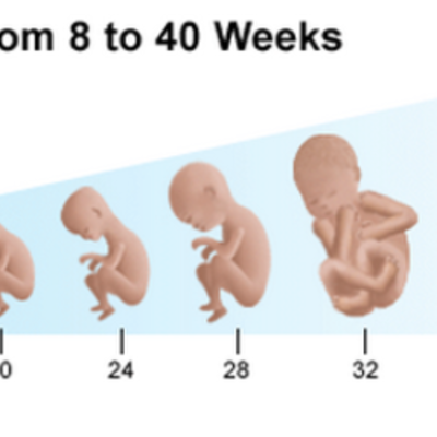 Timeline: Fetal Development