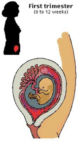 First Trimester