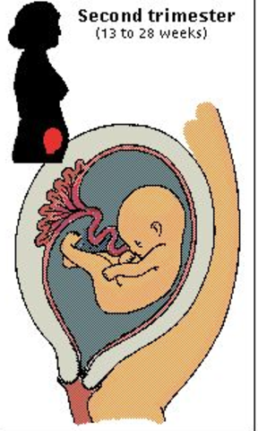 Second Trimester