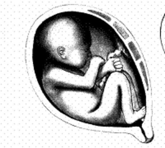 Changes in the fetus