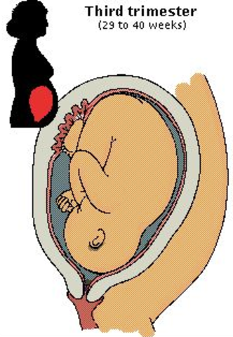 Third Trimester