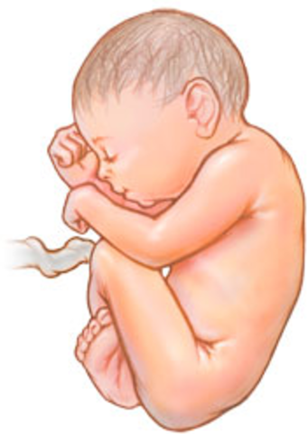 Changes in the fetus