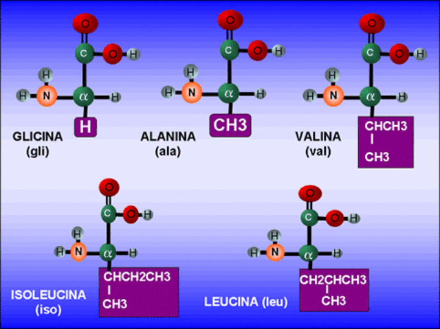 Los grupos funcionales y los radicales