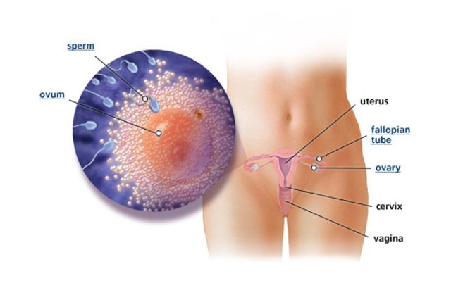 1st Trimester- Week 1