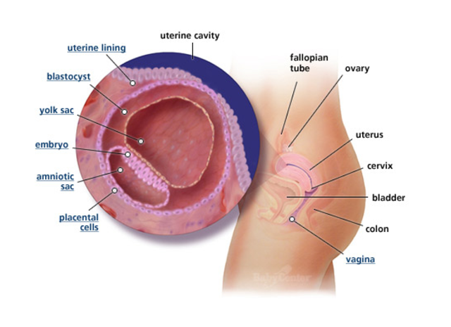 1st Trimester- Week 3