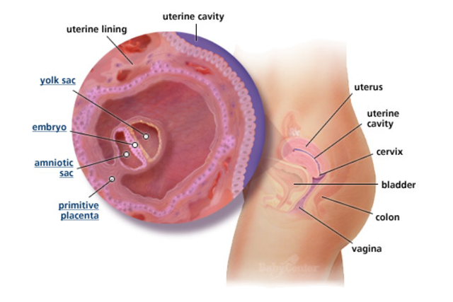 1st Trimester- Week 4
