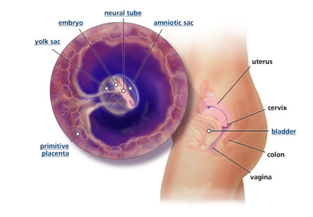 1st Trimester- Week 5