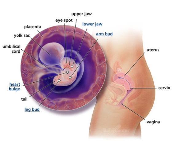 1st Trimester- Week 6