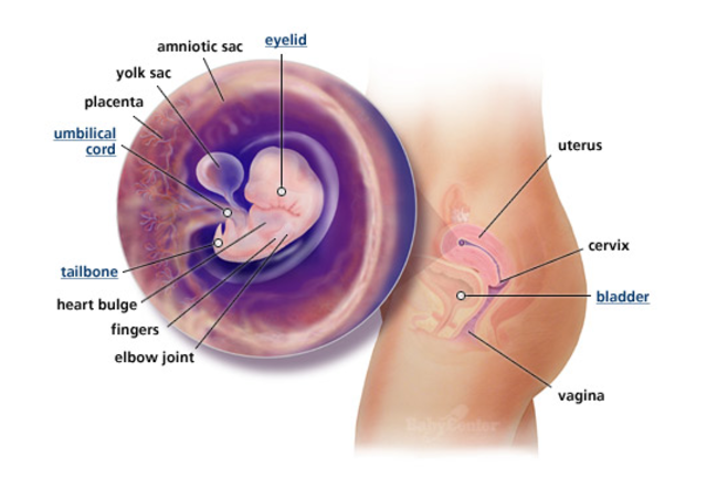 1st Trimester- Week 7