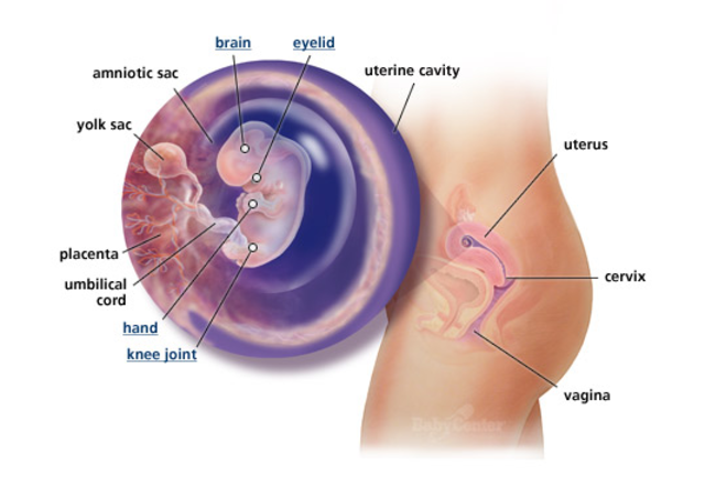 1st Trimester- Week 8