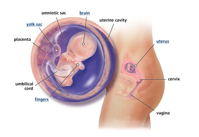 1st Trimester- Week 9