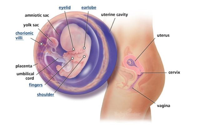 1st Trimester- Week 10