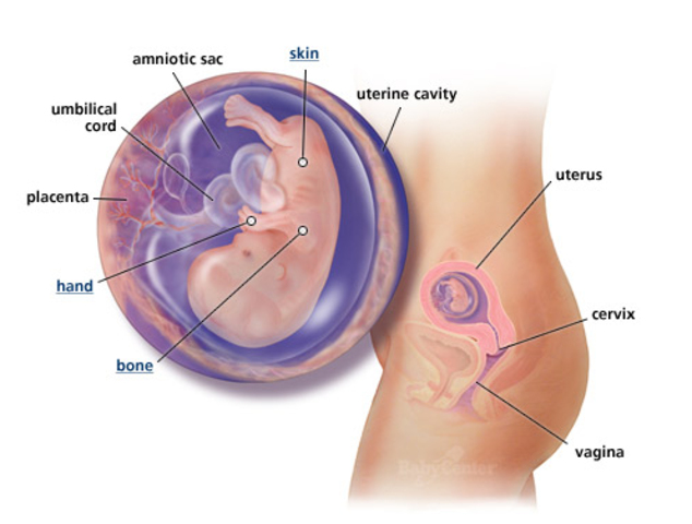 1st Trimester- Week 11