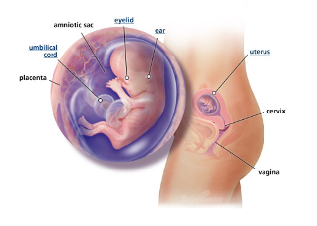 1st Trimester- Week 12