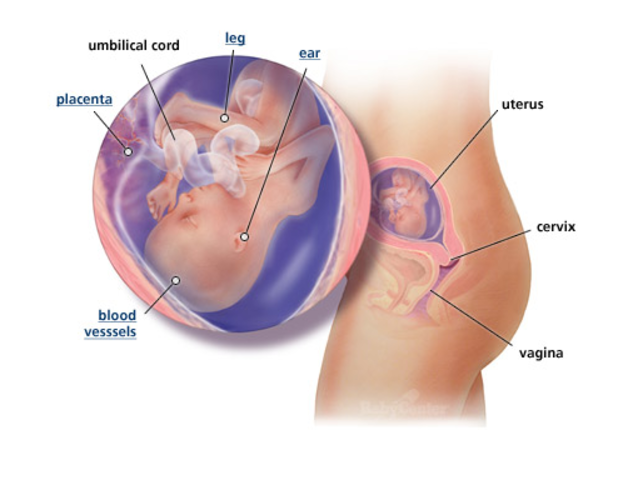 2nd Trimester- Week 18