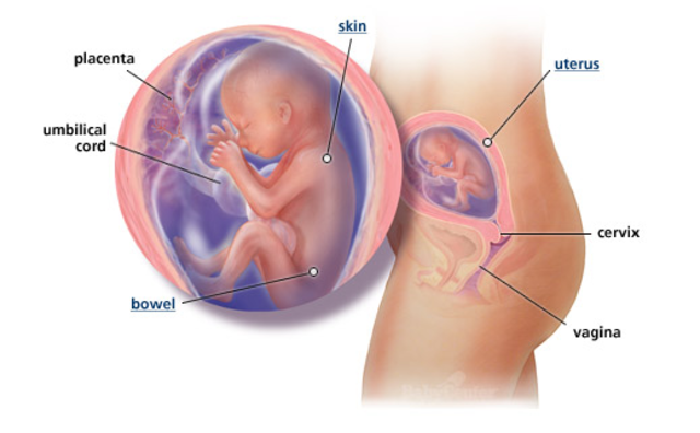 2nd Trimester- Week 20