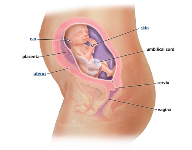 2nd Trimester- Week 23