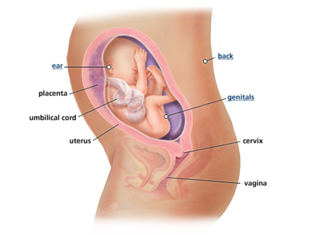 2nd Trimester- Week 26