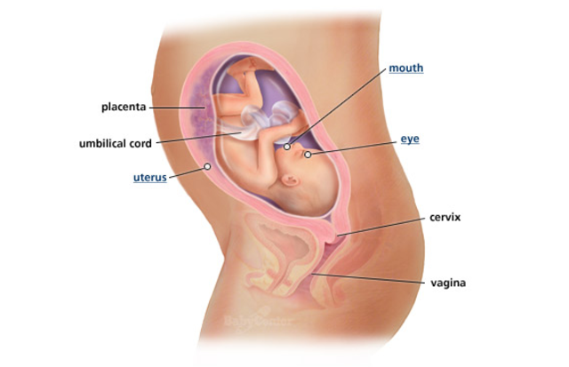 3rd Trimester- Week 27