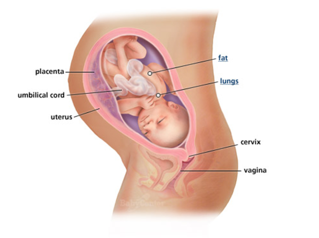 3rd Trimester- Week 34