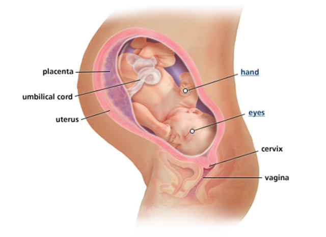 3rd Trimester- Week 38