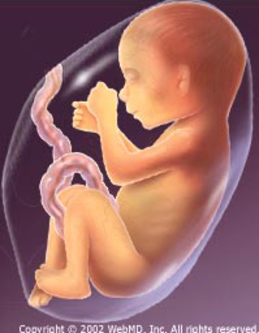 Fetus during week 28
