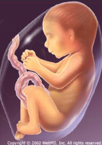 Fetus during week 36