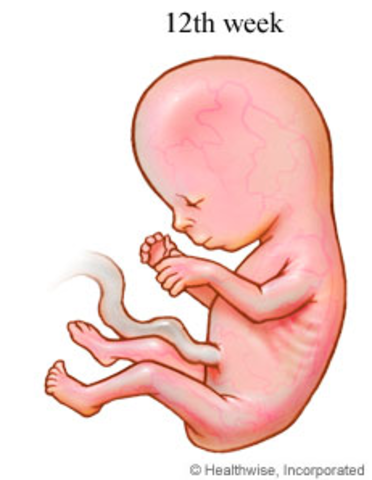 Fetus during week 12