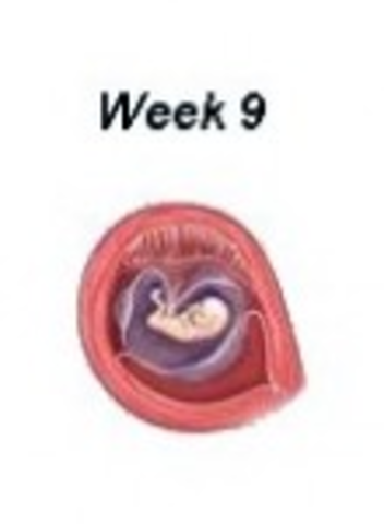 Embryo during week 9