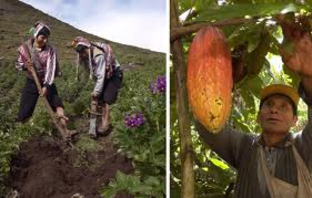 asignación de tierras