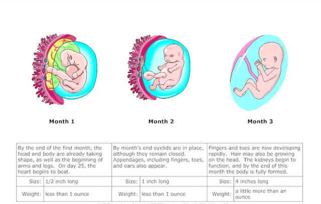 First Trimester Picture