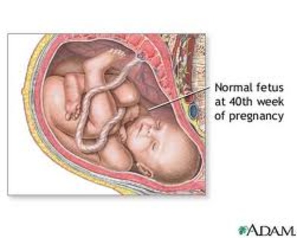 Third Trimester Complete, Fetal Development Complete- Around Week 40