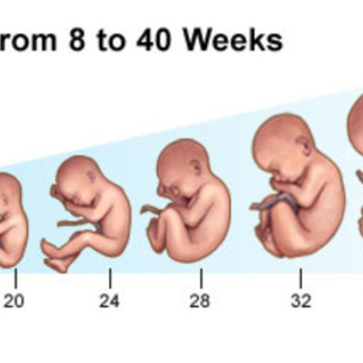 Timeline: Fetal Development Timeline