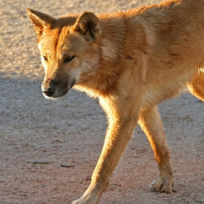 Timeline: Chamberlain Case