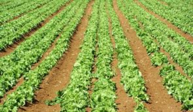 Agriculture Based Economy