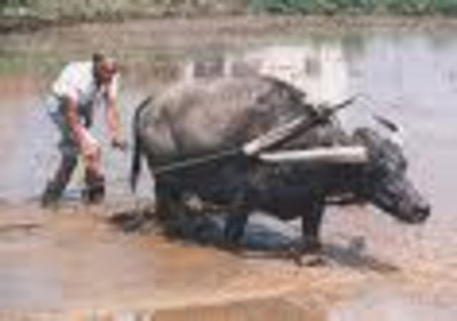 Domestication of the Buffalo