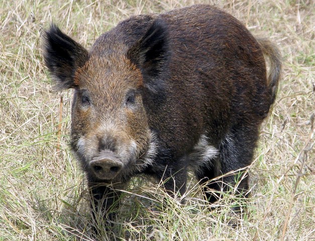 hog stealing laws-2 :diminishing