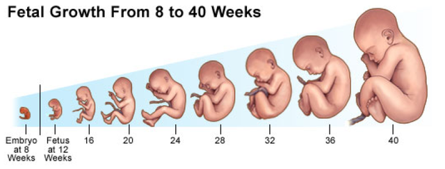 Fetal Growth