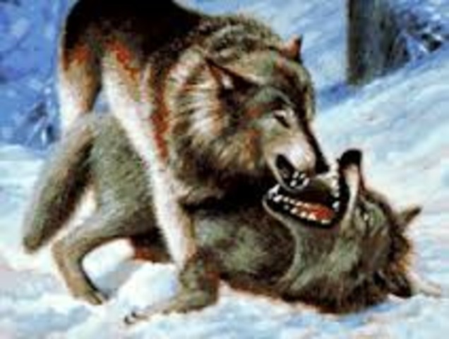 Buck Fends Off Spitz