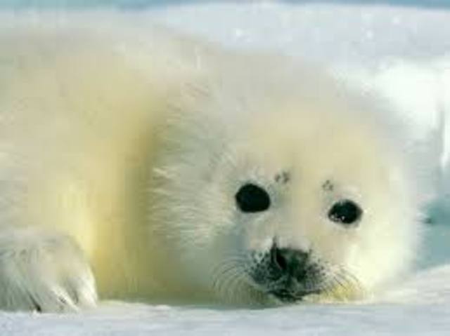 treaty on seal hunting sighned