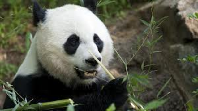 Giant Panda