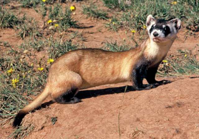 Searched for Black-footed Ferrets WY
