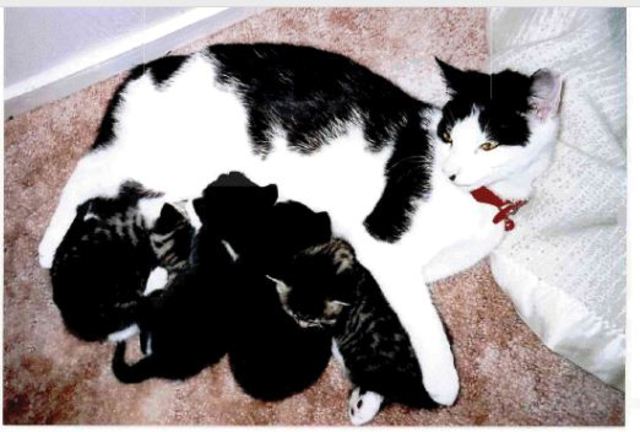 my first cat had kittens