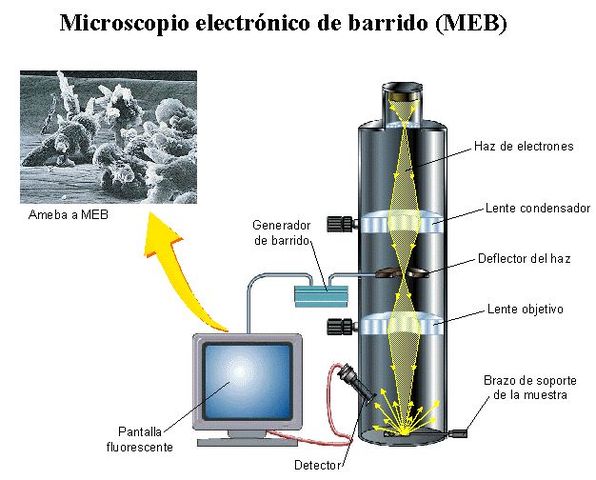 ultimo microscopio
