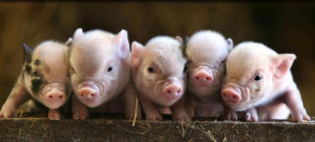 Act states Punishment for Hog Stealing