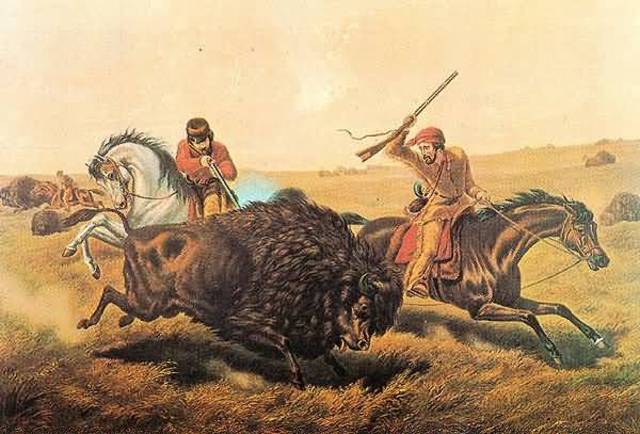 Domestication of the buffalo